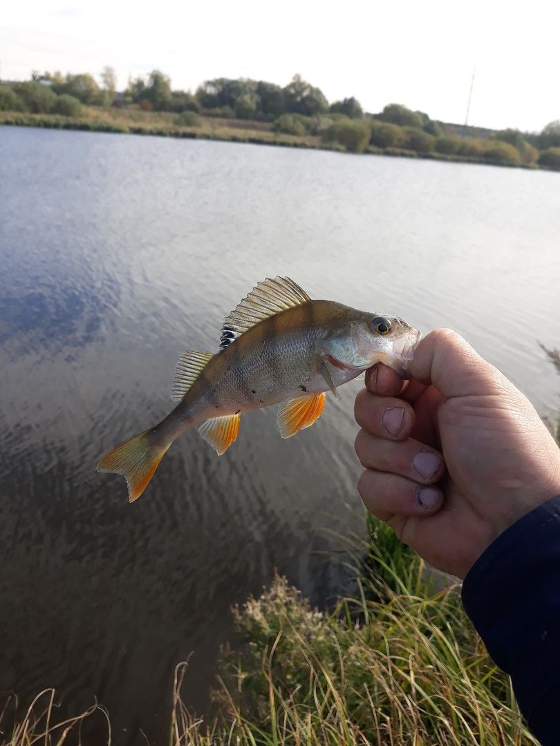 Команда "MENDELFISH" покоряет Ульяновскую область: как прошли соревнования по ловле рыбы