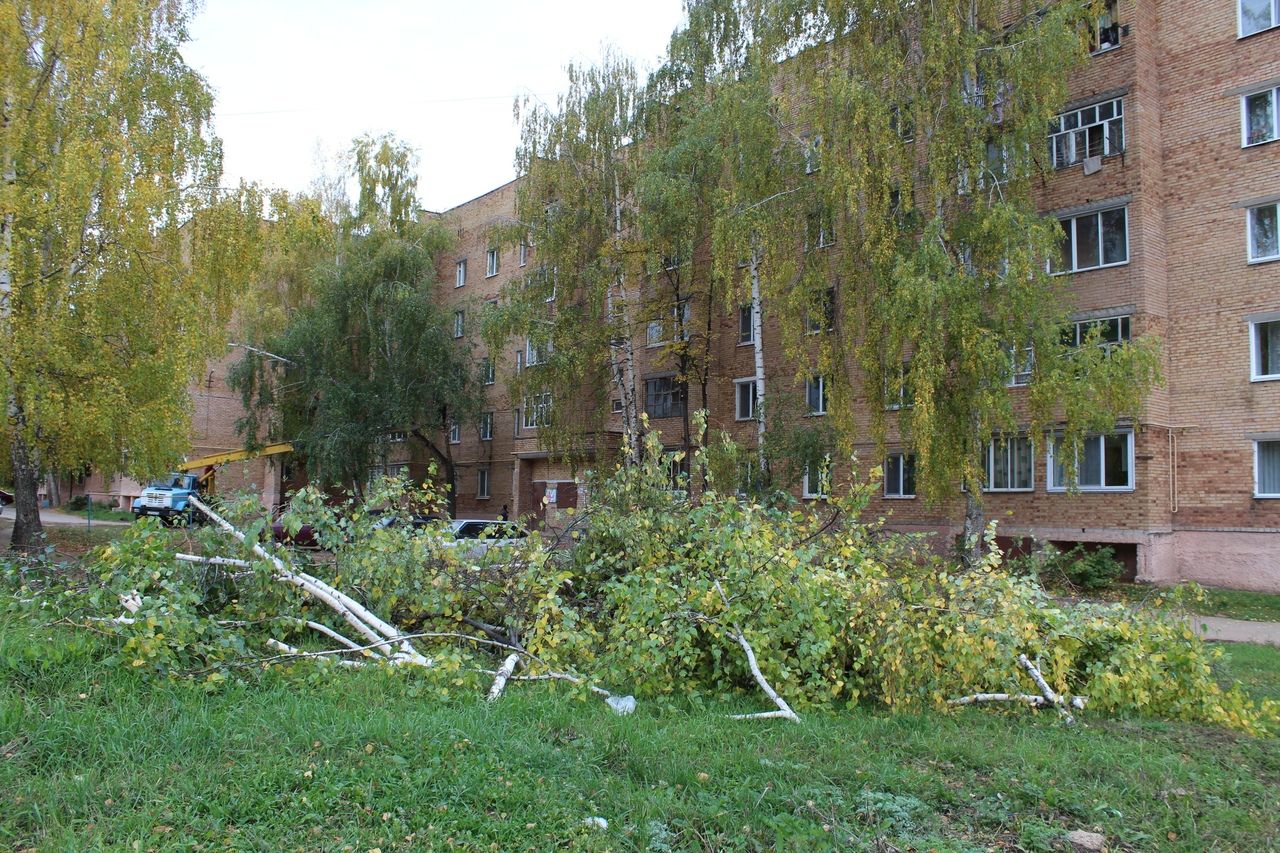 Мешает дерево под окном: на Чоловского, 10 спилили берёзы с нависающими ветвями