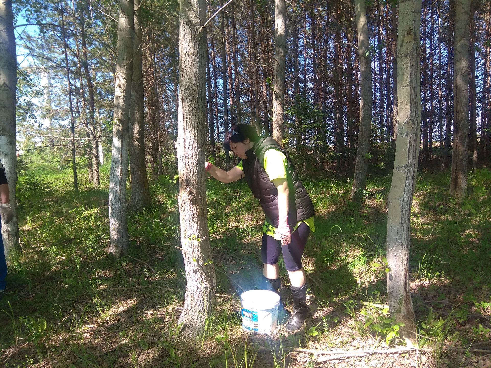 Фоторепортаж: менделеевцы побелили деревья на субботнике