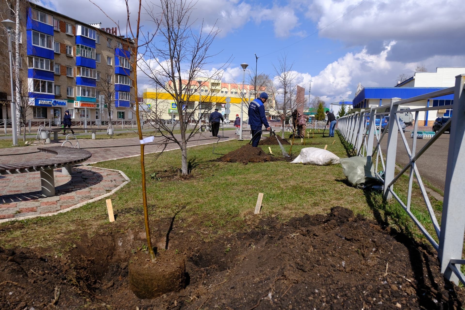 В Менделеевске посадили 80 саженцев лип