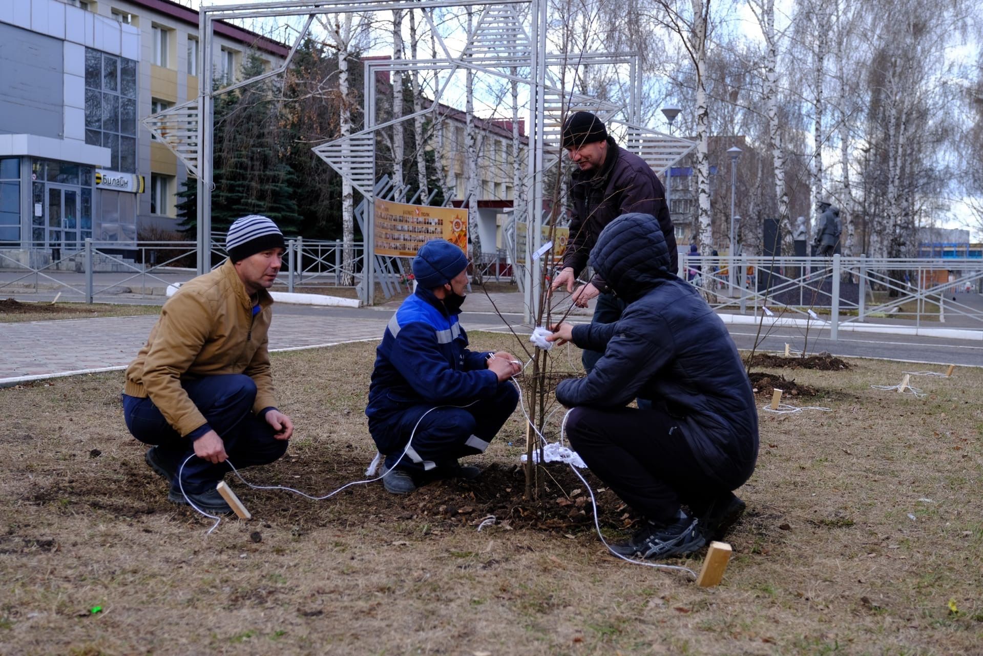 В Менделеевске посадили 80 саженцев лип