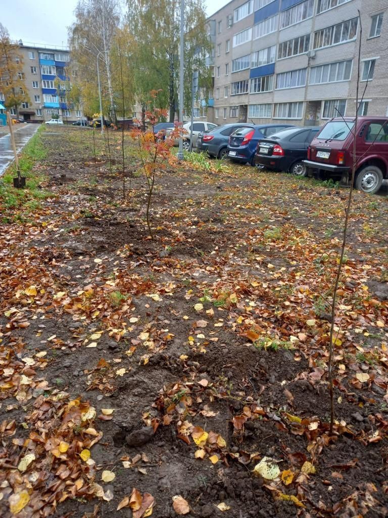 В Менделеевске активно ведется осенняя посадка деревьев