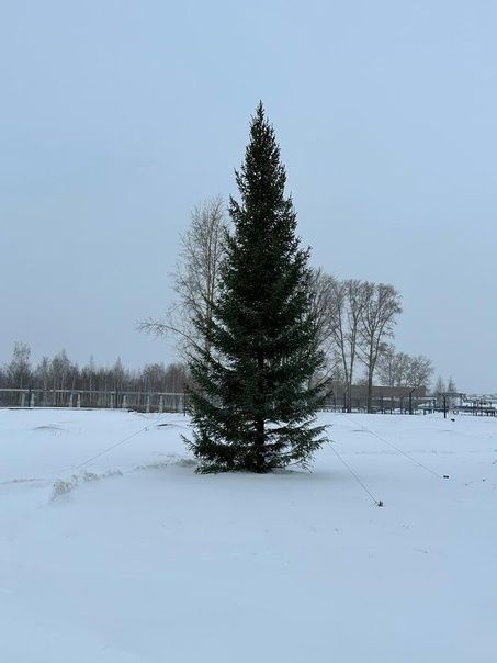 Во дворах Менделеевска установили новогодние ёлки