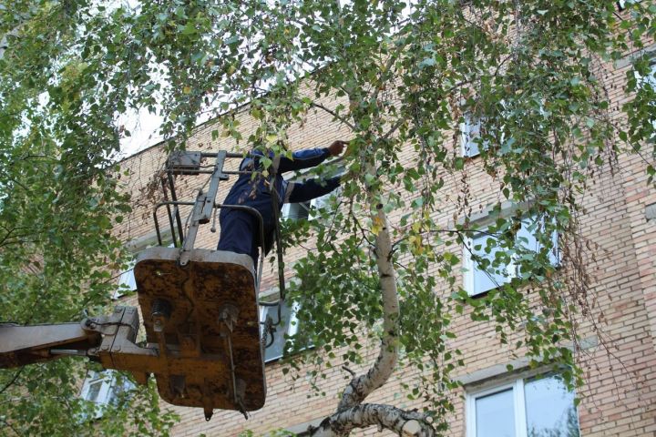 Мешает дерево под окном: на Чоловского, 10 спилили берёзы с нависающими ветвями