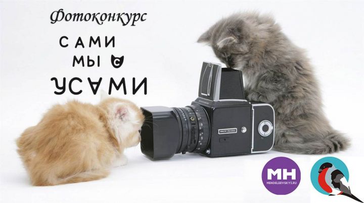 На конкурс  "Сами мы с Усами" прислали уже более 20 фотографий