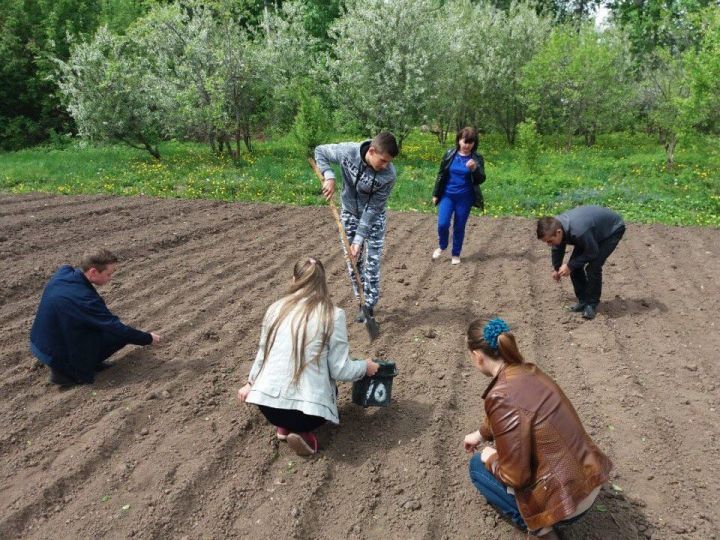 Менделеевские школьники знают, как вырастить лён на пришкольном участке