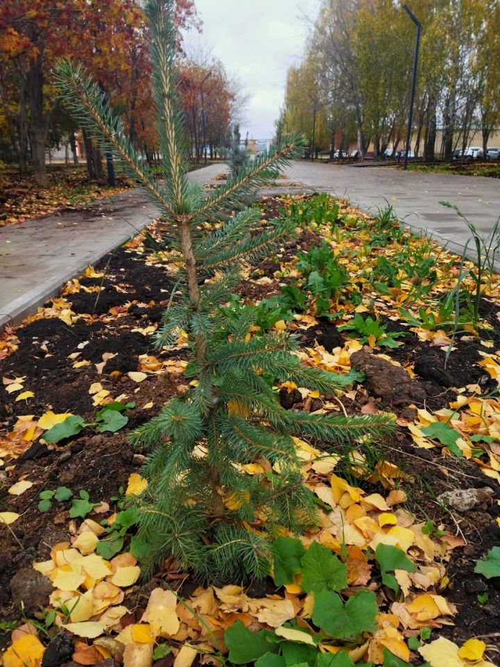 На Аллее славы Менделеевска создана прогулочная зона