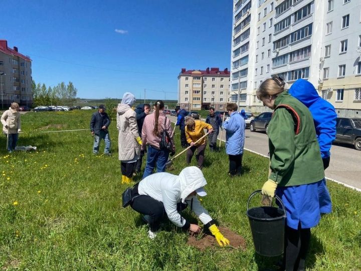 В Менделеевске посадили 50 саженцев елей