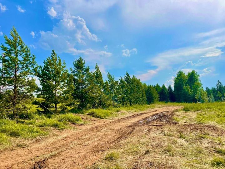 В Менделеевске продолжается уход за зелеными насаждениями