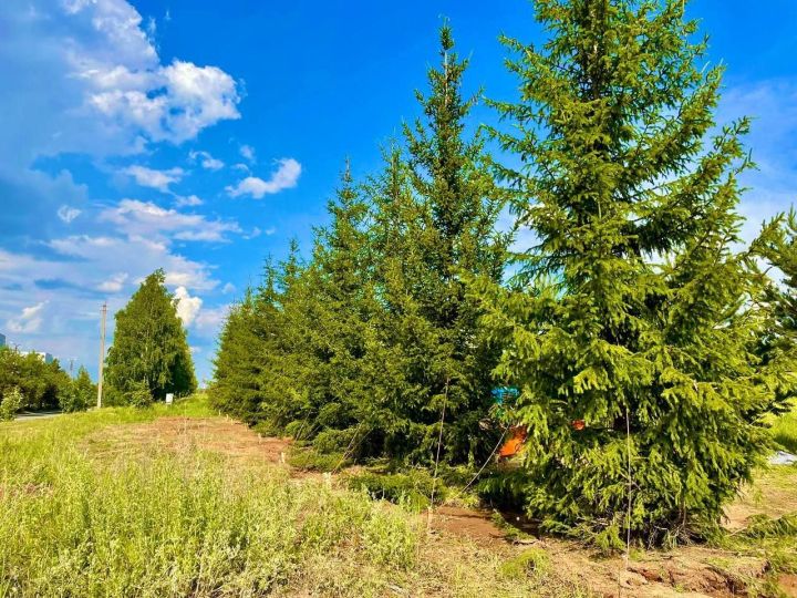 В Менделеевске продолжается уход за зелеными насаждениями