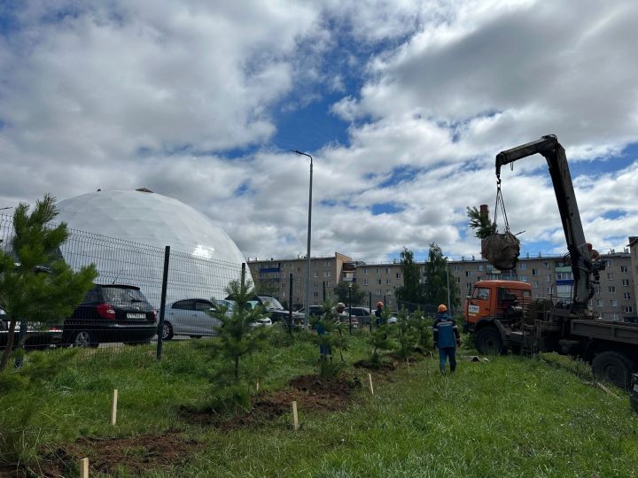 В Менделеевске продолжается посадка сосен