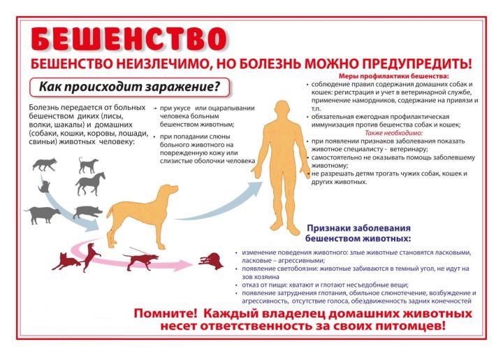 Серьезный разговор о бешенстве и его профилактике