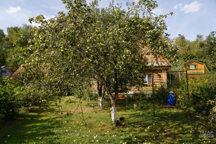 Какие удобрения нужно внести в саду осенью